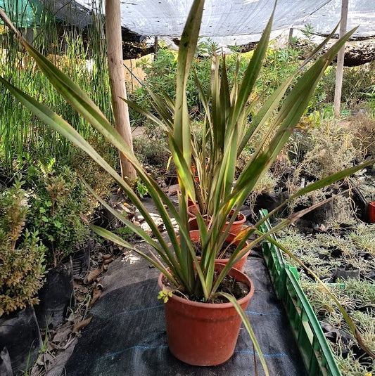 PITA VERDE - PHORMIUN TENAX