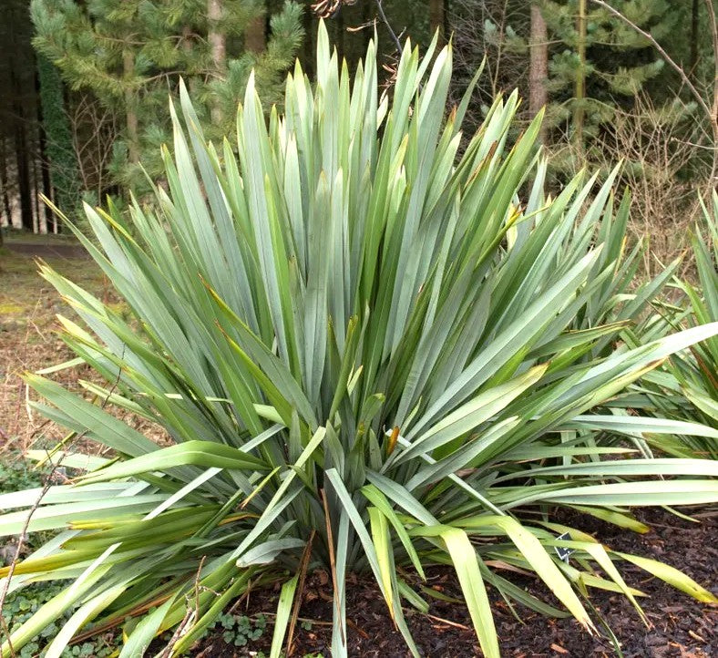PITA VERDE - PHORMIUN TENAX