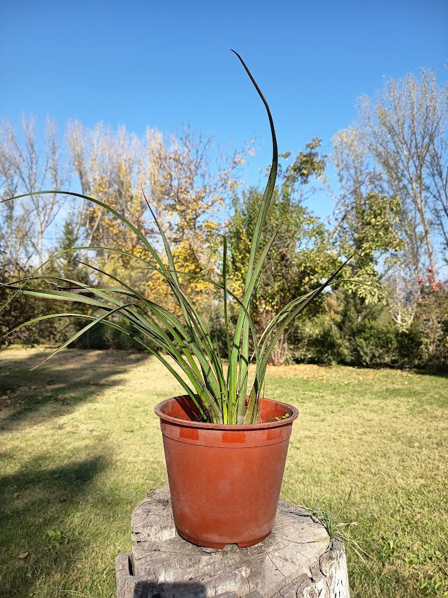 PITA VERDE ENANA BORDES ROJOS -PHORMIUM TENAX VAR NANA