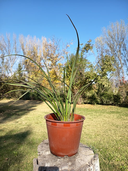 PITA VERDE ENANA BORDES ROJOS -PHORMIUM TENAX VAR NANA