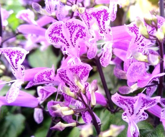PLECTRANTUS - MONA LAVANDER