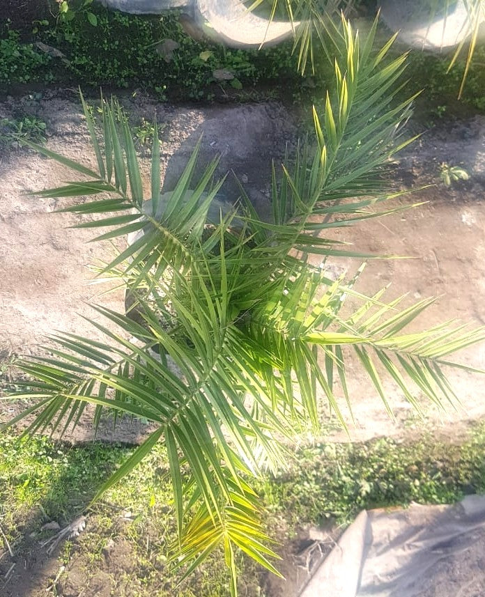 PALMERA FENIX – PHOENIX CANARIENSIS 0,60