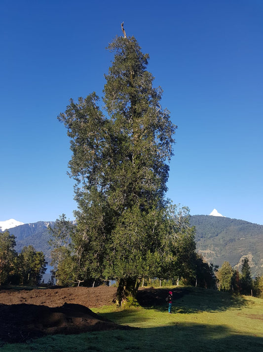 QUILLAY - QUILLAJA SAPONARIA  2,00