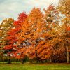 ROBLE AMERICANO - QUERCUS FALCATA  1,80 A 2,00
