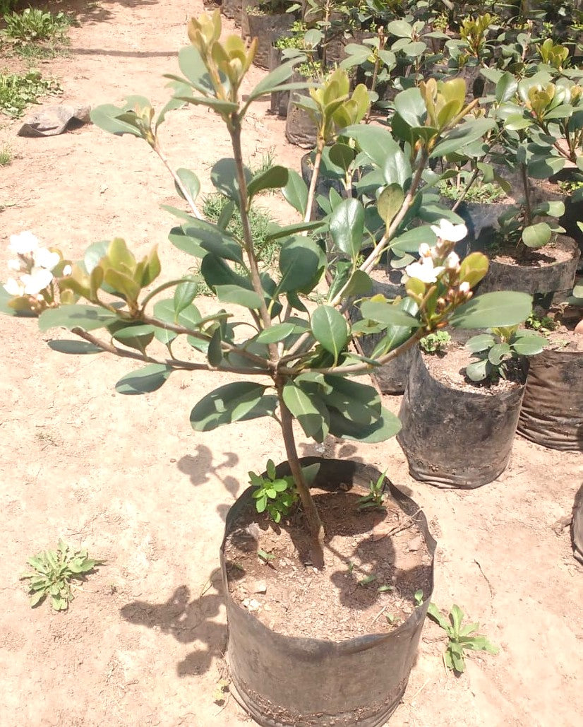 RAPHIOLEPIS - RAPHIOLEPIS UMBELLATA  0,50