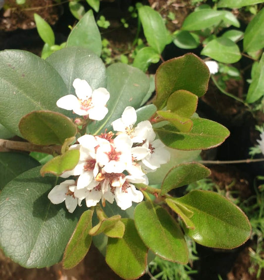 RAPHIOLEPIS - RAPHIOLEPIS UMBELLATA  0,70