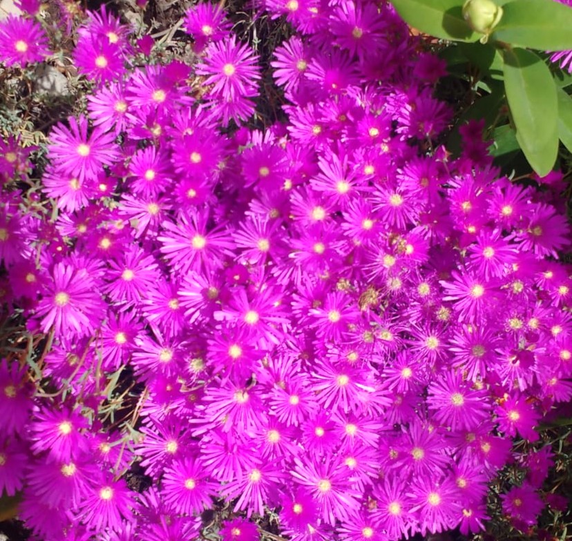 RAYITO DE SOL - MESEMBRYNTHEMUM SP. MULTIRADIATUS Y LAMPRANTHUS ROSEUS