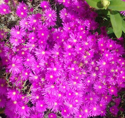 RAYITO DE SOL - MESEMBRYNTHEMUM SP. MULTIRADIATUS Y LAMPRANTHUS ROSEUS