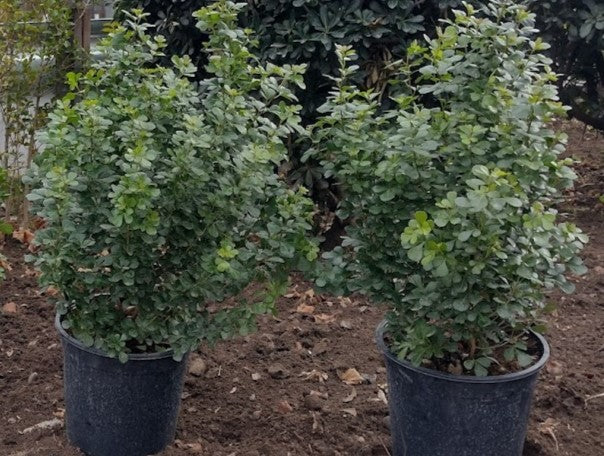 RHUS CRENATA  BOLA 50 A 90 M