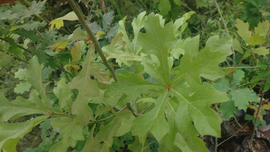 ROBLE AMERICANO - QUERCUS FALCATA  2,50 A 3,00
