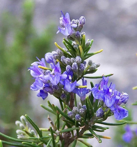 ROSMARINUS  TUSCAN BLUE.- ROMERO TOSCANO 50 CM