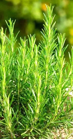 ROMERO - ROSMARINUS OFFICINALIS 0,50 A 0,70