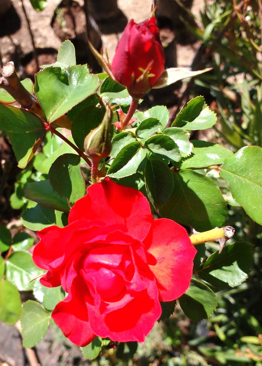 ROSA FLORIBUNDA ROJA