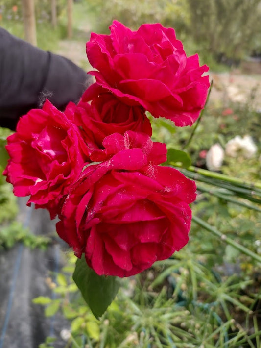 ROSA BOTONERAS