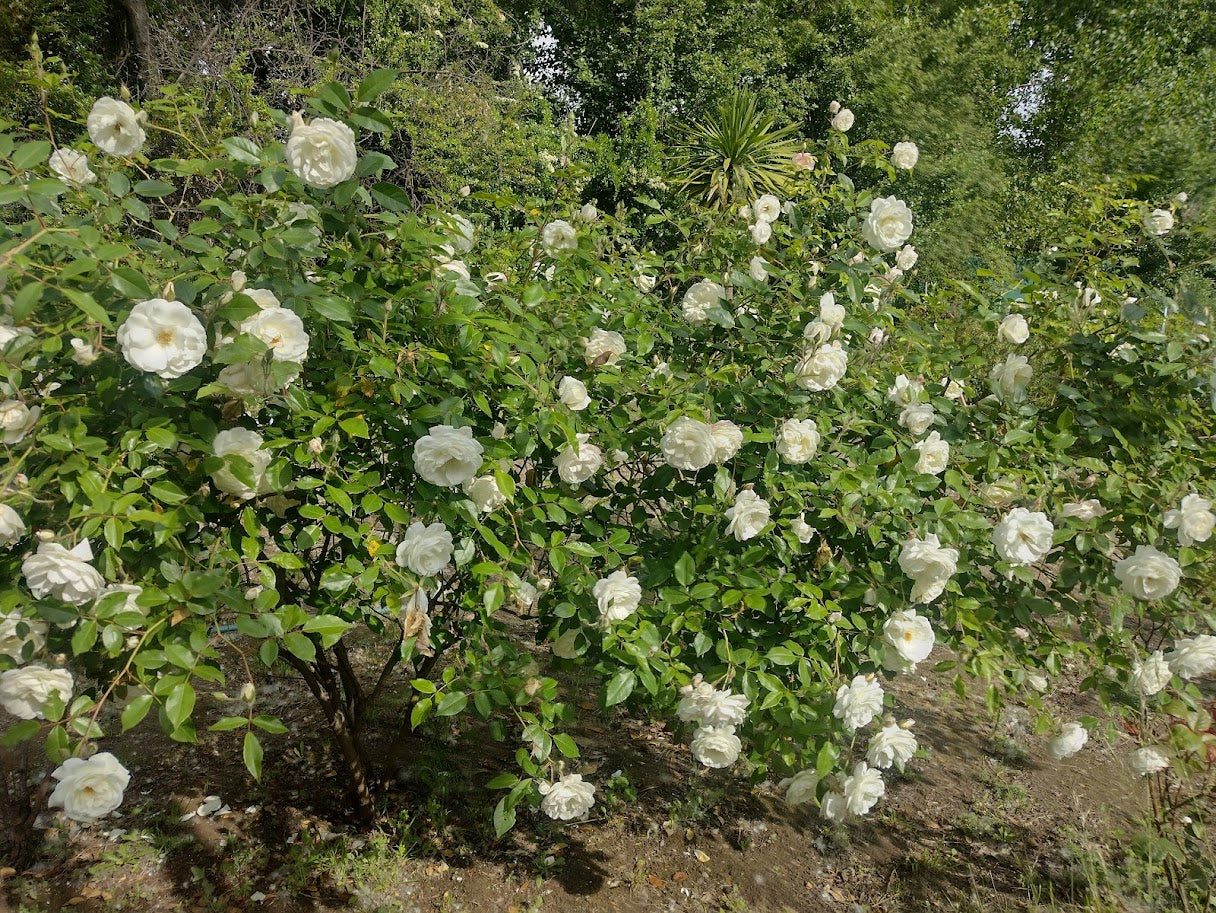 ROSA ICEBERG - ROSA KORBIN