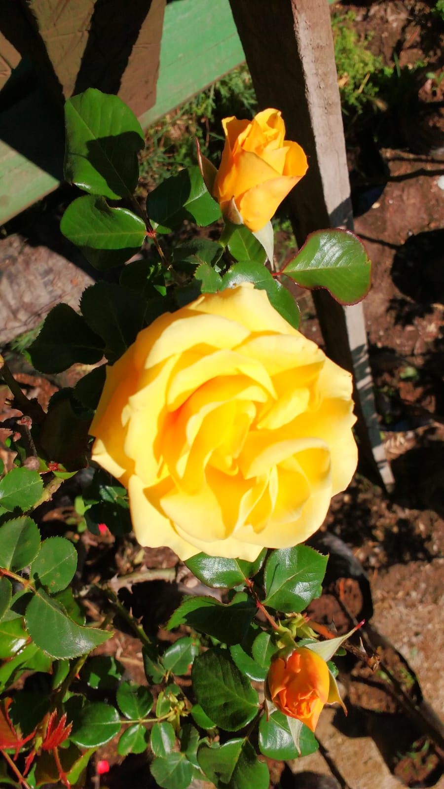 ROSA BOTONERAS