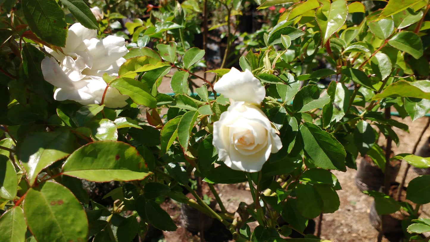 ROSA ICEBERG - ROSA KORBIN