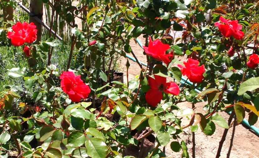 ROSA FLORIBUNDA ROJA