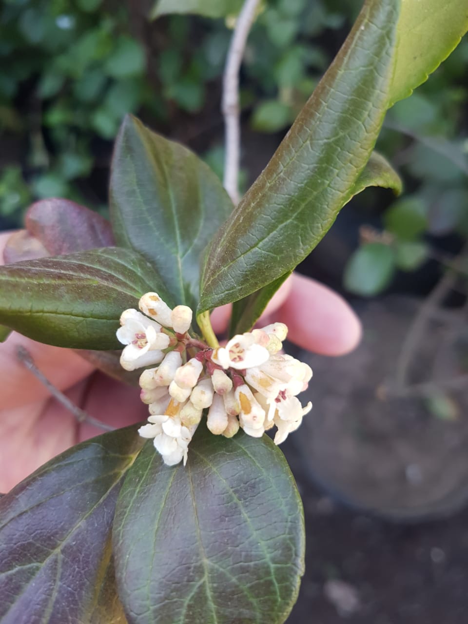 VIBURNO ROTUNDIFOLIA - VIBURNUM SUSPENSUM  0,90 A 1,20