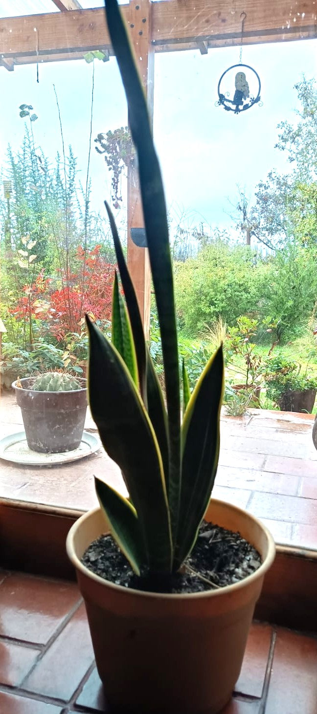 LENGUA DE SUEGRA - SANSEVIERIA