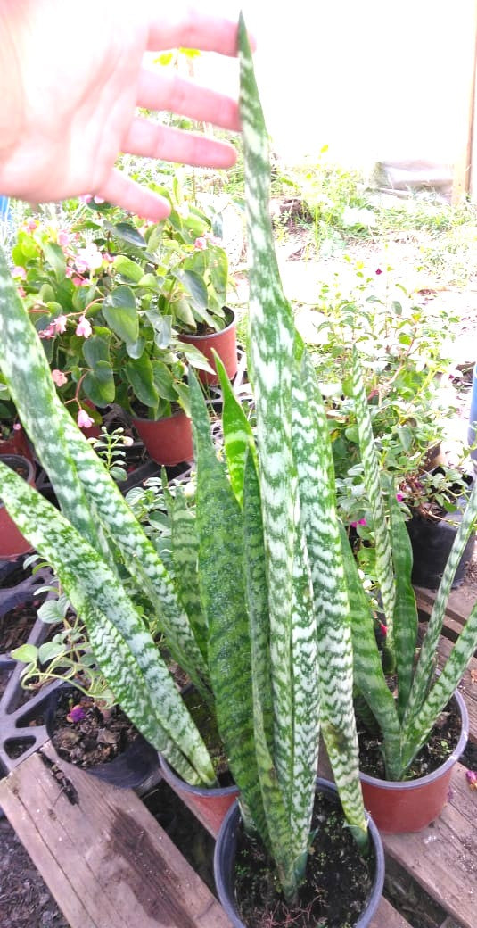 LENGUA DE SUEGRA - SANSEVIERIA