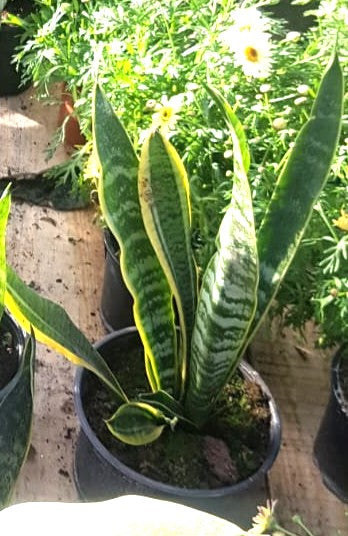 LENGUA DE SUEGRA - SANSEVIERIA