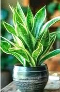 LENGUA DE SUEGRA - SANSEVIERIA