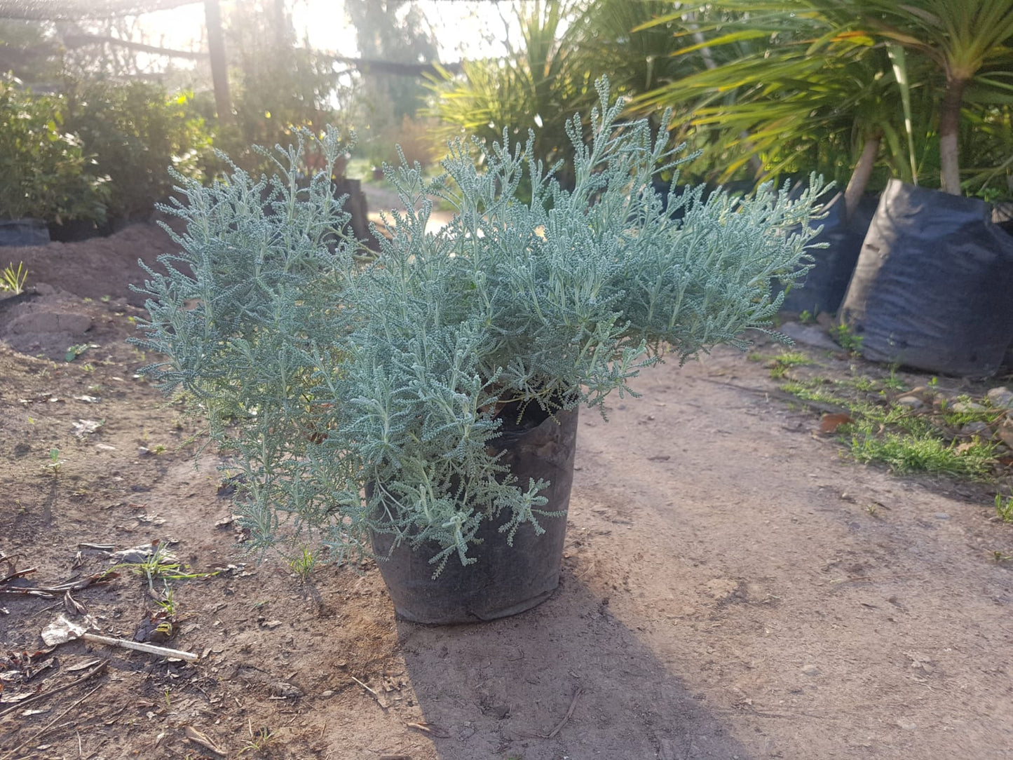 SANTOLINA - SANTOLINA CHAMAECYPARISSUS 0.20M
