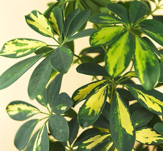 SCHEFFLERA VARIEGADA O SCHEFFLERA ARBORICOLA VARIEGATA