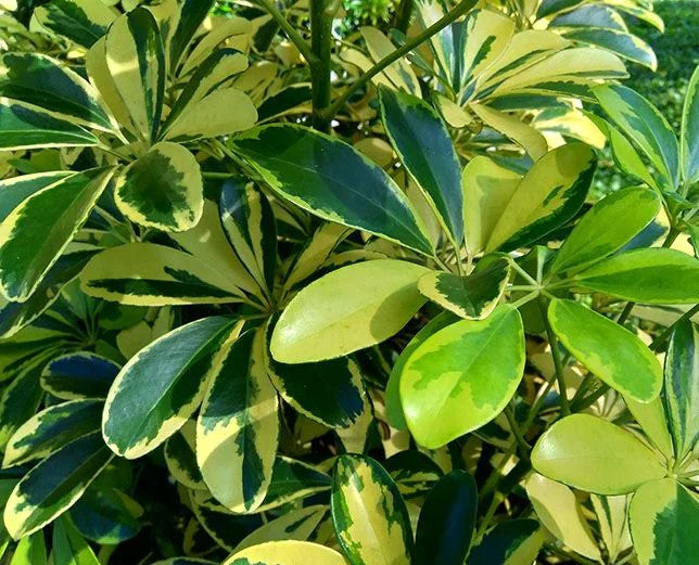 LA SCHEFFLERA VARIEGADA O SCHEFFLERA ARBORICOLA VARIEGATA