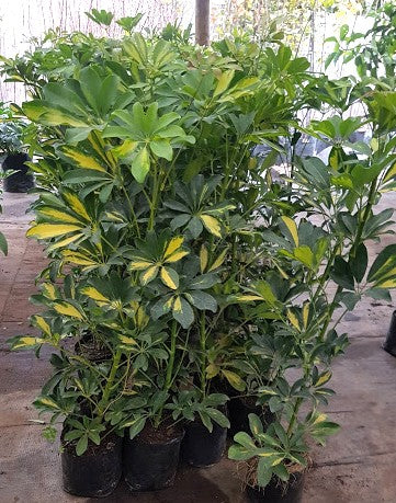 LA SCHEFFLERA VARIEGADA O SCHEFFLERA ARBORICOLA VARIEGATA