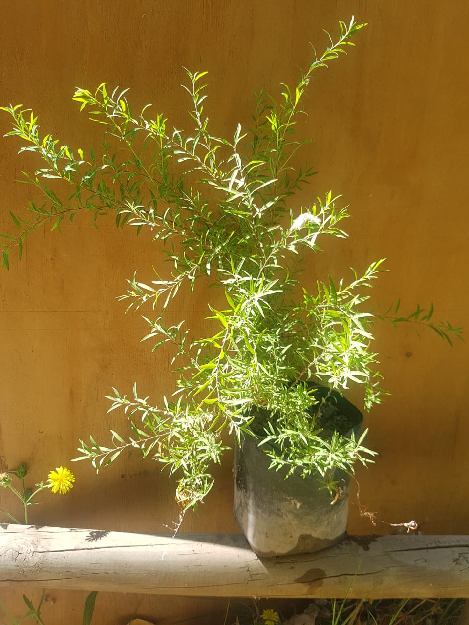 SPIREA - SPIRAEA THUMBERGII 0.30 M