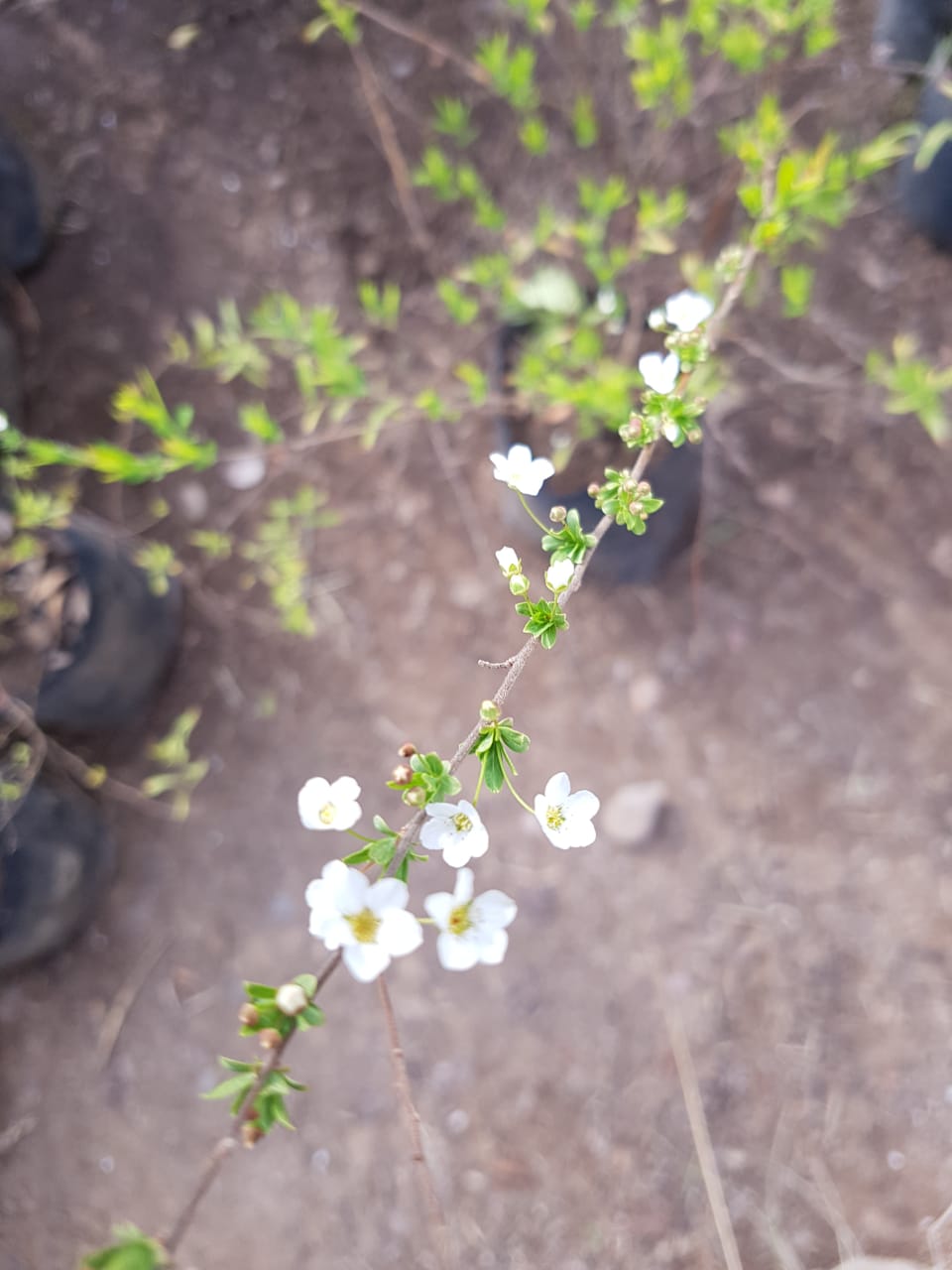 SPIREA - SPIRAEA THUMBERGII 0.30 M