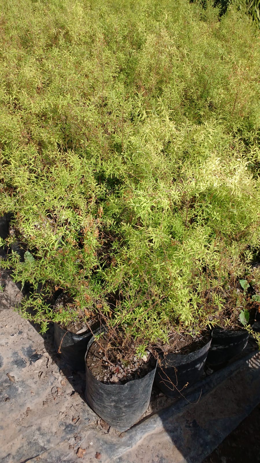 SPIREA - SPIRAEA THUMBERGII 0.30 M