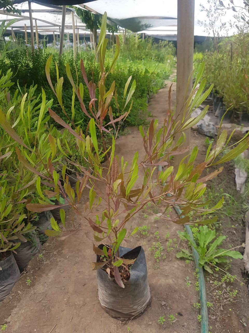 STENOCARPUS ROJO -  DODONEA VISCOSA ‘PURPUREA 0.80 M