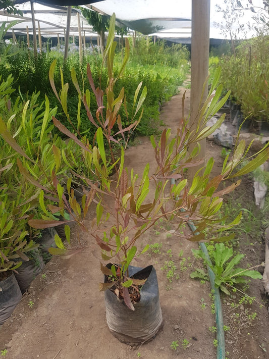 STENOCARPUS ROJO -  DODONEA VISCOSA ‘PURPUREA 0.80 M