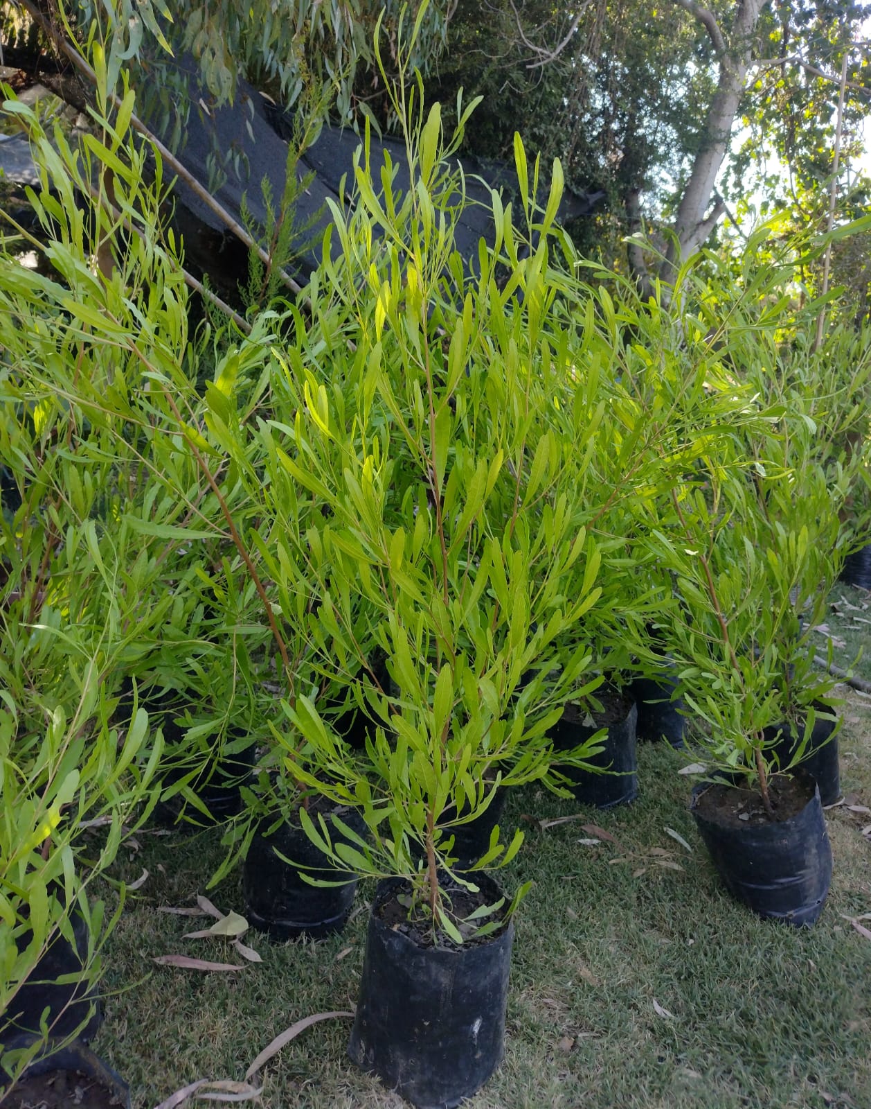 STENOCARPUS VERDE - DODONEA VISCOSA VERDE 0.80 A 1,40 M