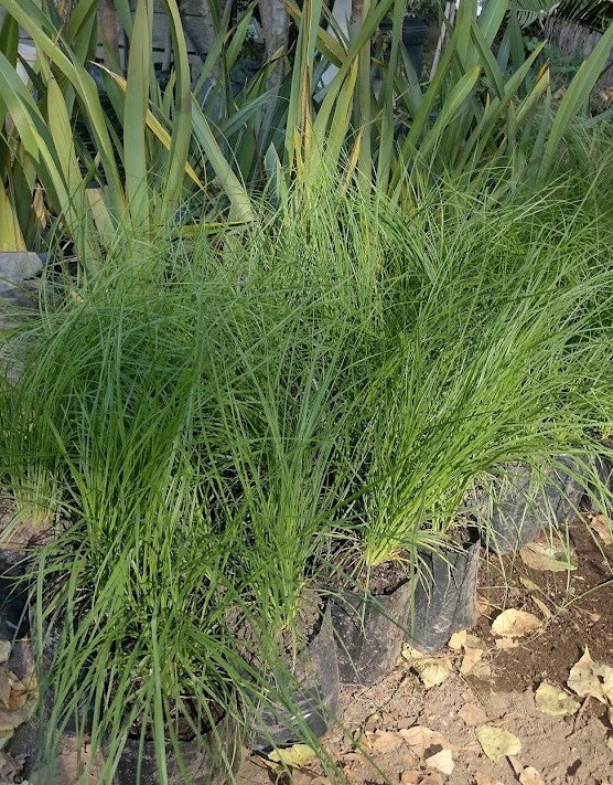 STIPA CAUDATA