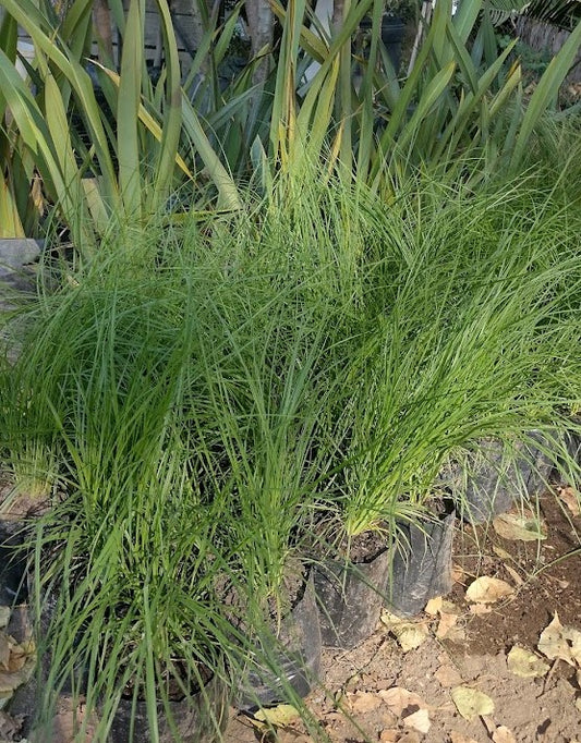 STIPA CAUDATA