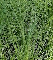 STIPA CAUDATA