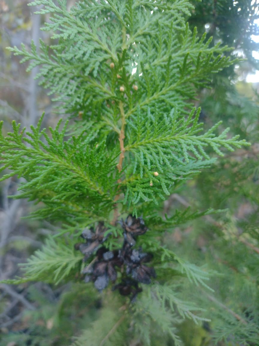 THUJA COMUN - ARBOL DE LA VIDA 1,50 A 2,00