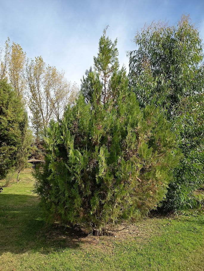 THUJA ORIENTALIS AUREA 0,50 A 0,70