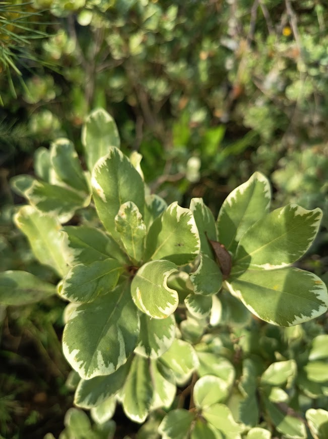 PITOSPORO TOBIRA ARBUSTIVO VARIEGADO - PITTOSPORUM ARGENTINO BOLA   0,60 A 0,80