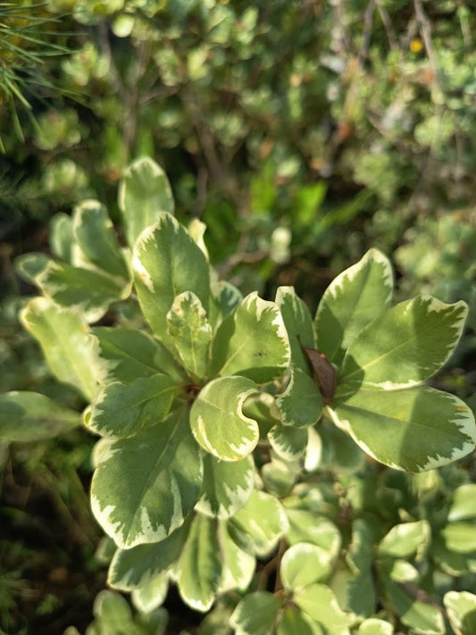PITOSPORO TOBIRA ARBUSTIVO VARIEGADO - PITTOSPORUM ARGENTINO BOLA   0,60 A 0,80