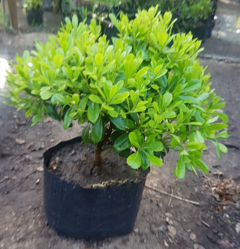 PITOSPORO TOBIRA ENANO 30 A 40 CM
