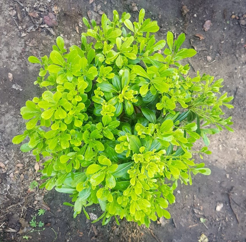 PITOSPORO TOBIRA ENANO 30 A 40 CM