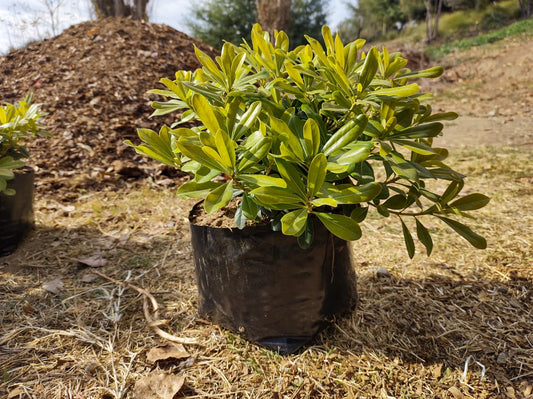 PITOSPORO TOBIRA ENANO 15 A 20 CM