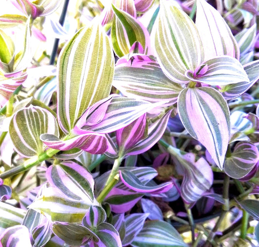 TRADESCANTIA ZEBRINA