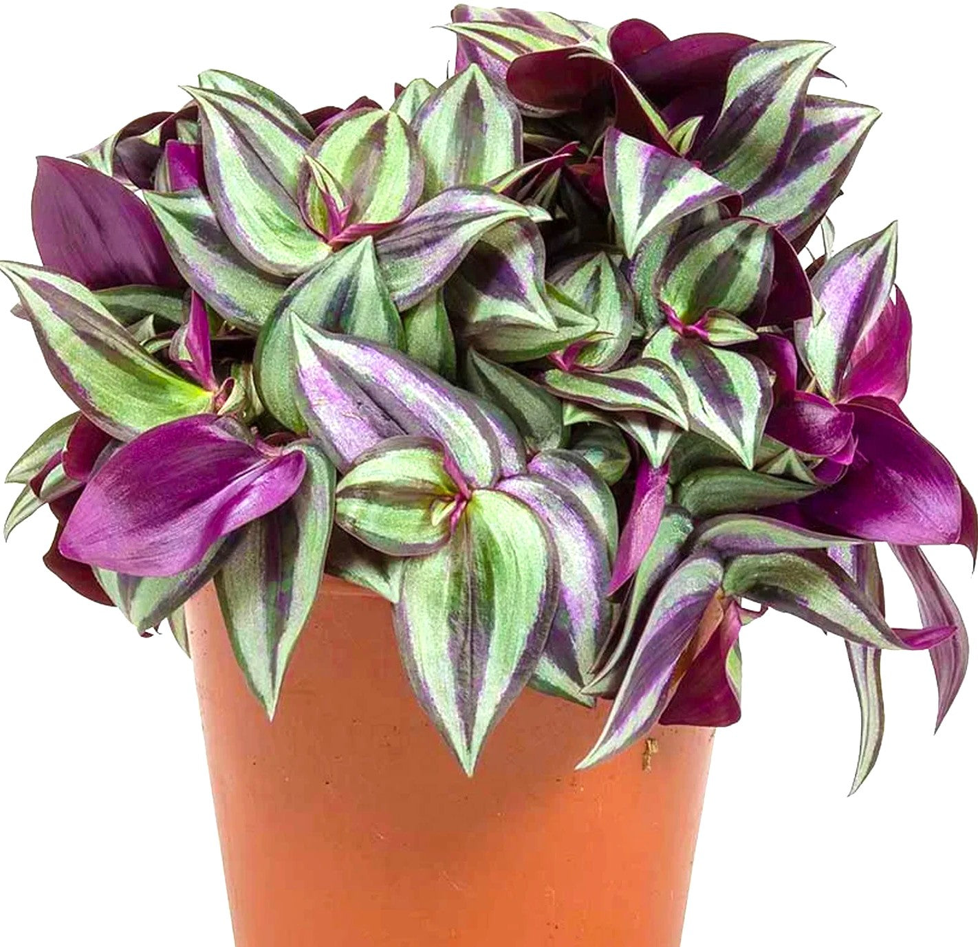 TRADESCANTIA ZEBRINA