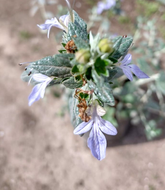 TRENIUM GLAUCA